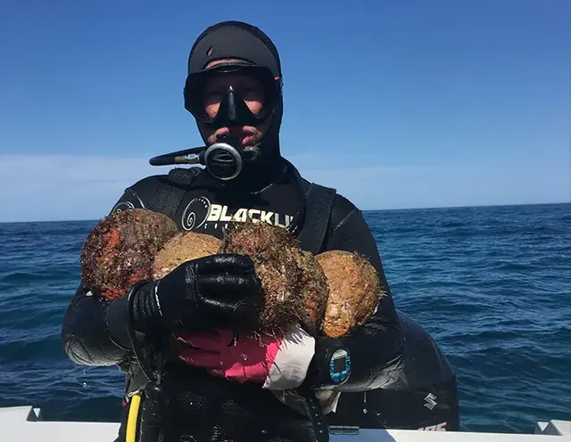Commercial abalone diver in Eastern Victoria waters